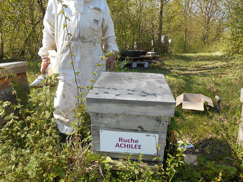 La ruche Achillée