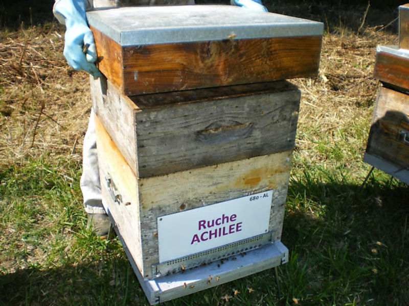 La ruche Achillée