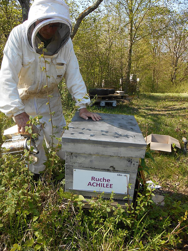 La ruche Achillée