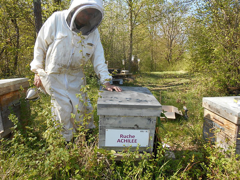 La ruche Achillée