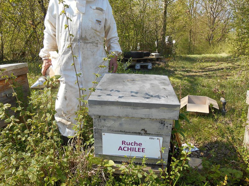 La ruche Achillée