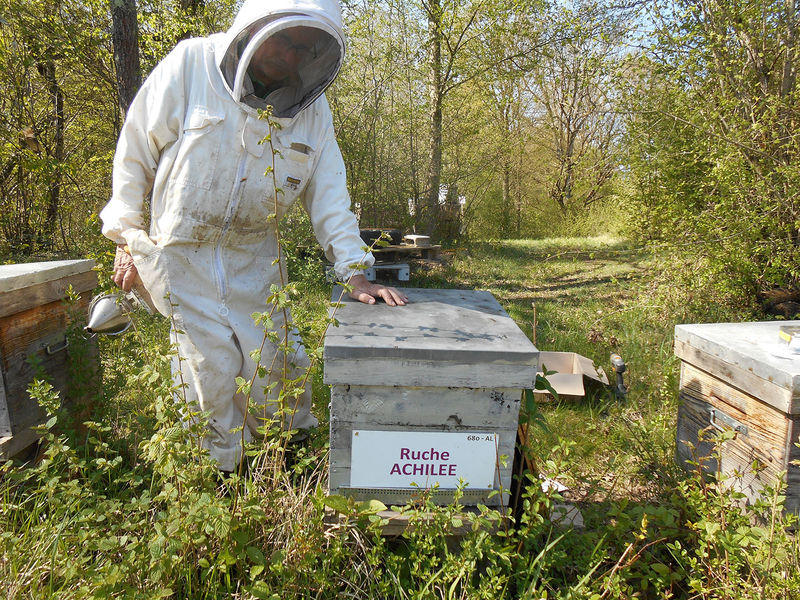 La ruche Achillée