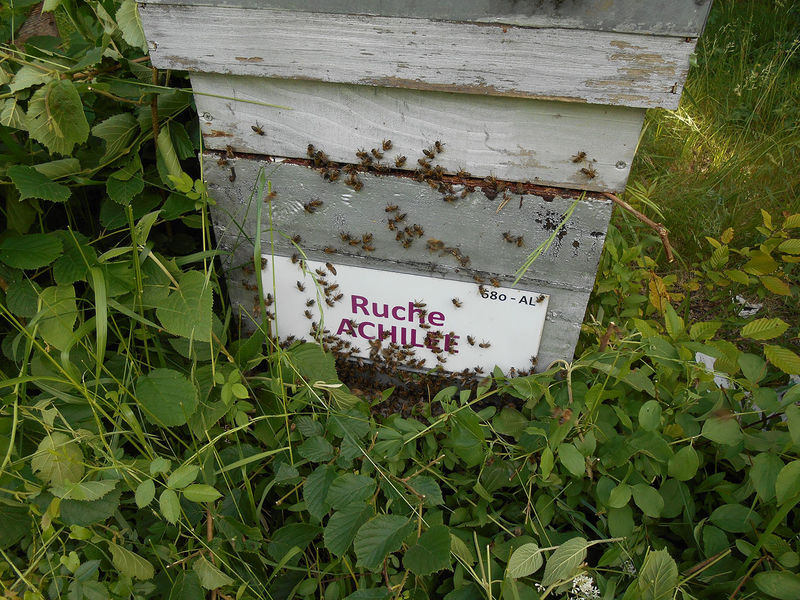 La ruche Achillée
