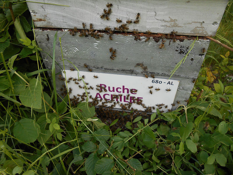 La ruche Achillée
