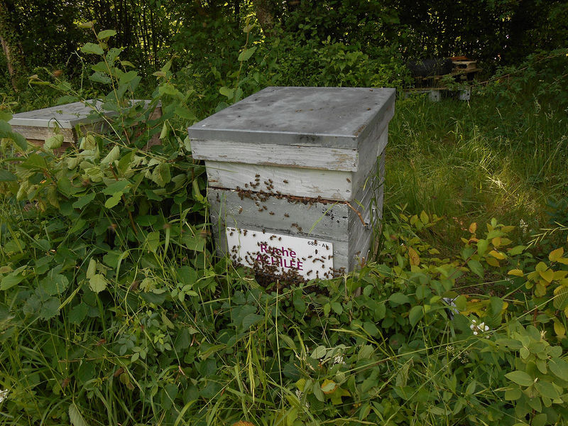 La ruche Achillée