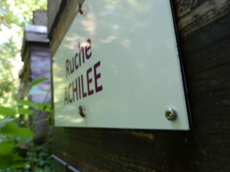 La ruche Achillée