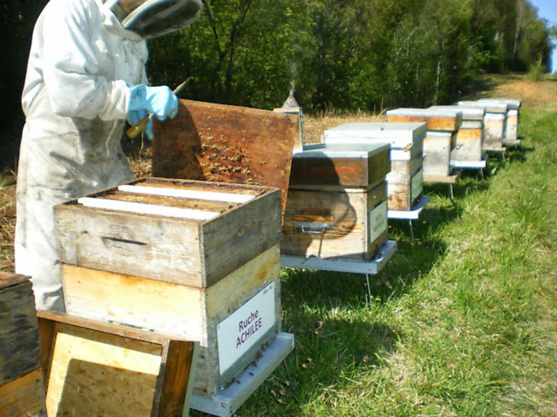 La ruche Achillée