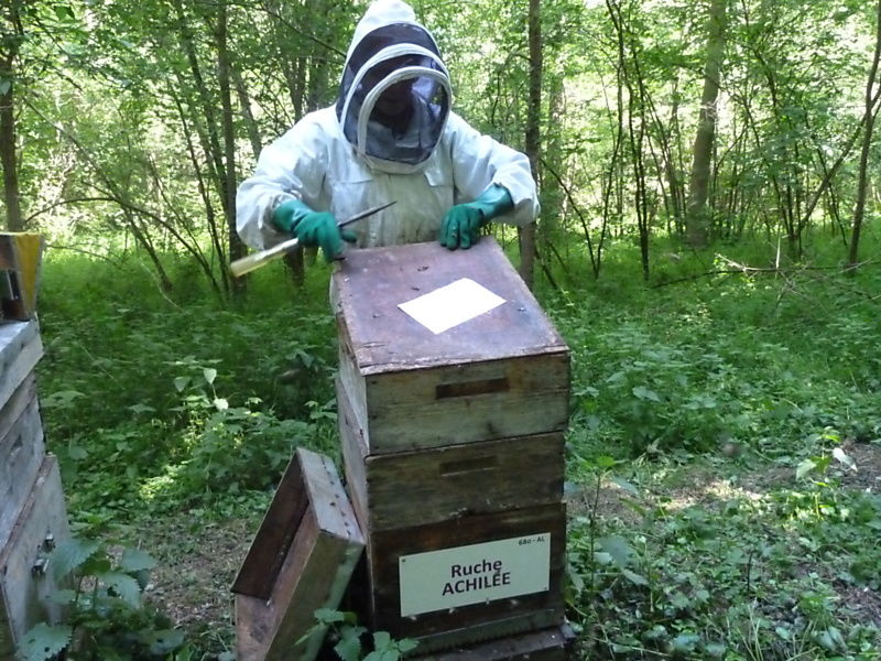La ruche Achillée
