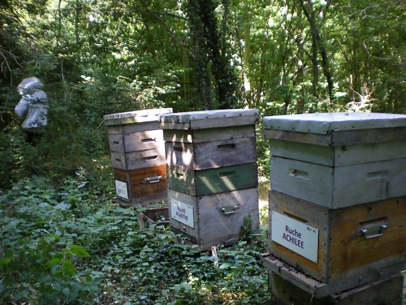 La ruche Achillée