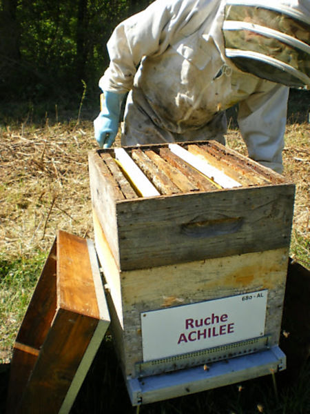 La ruche Achillée