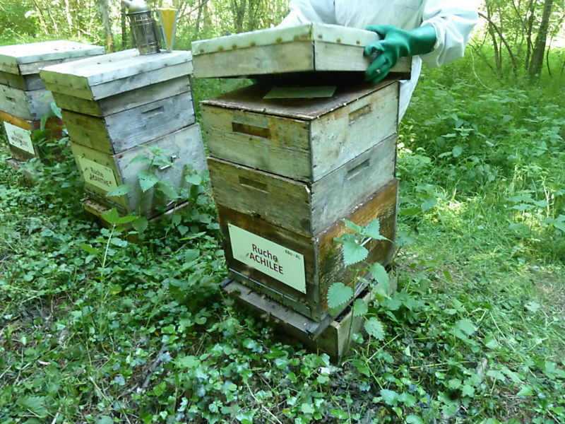La ruche Achillée