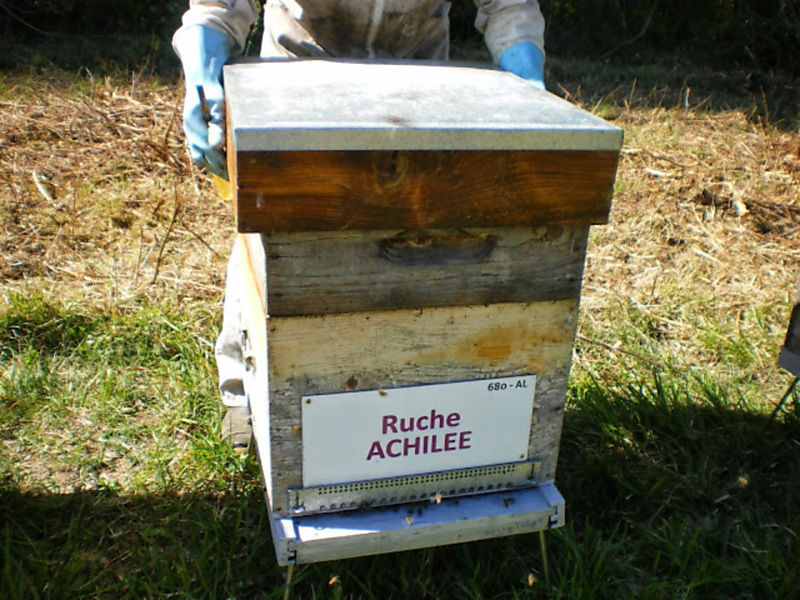 La ruche Achillée