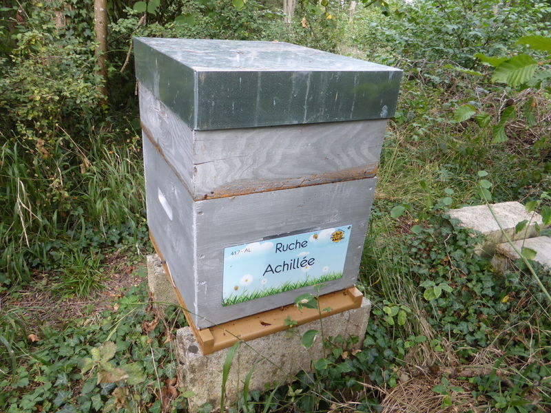 La ruche Achillée