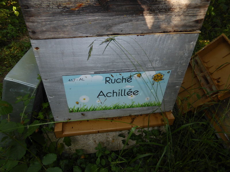 La ruche Achillée