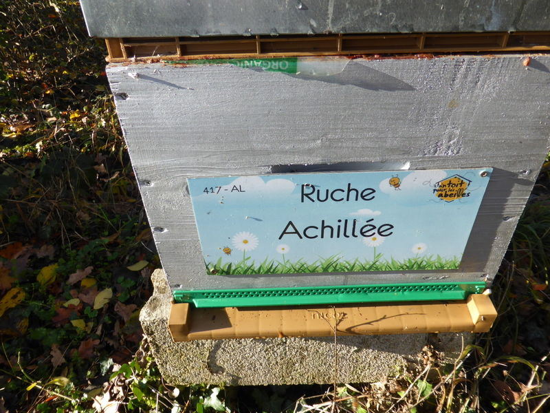La ruche Achillée
