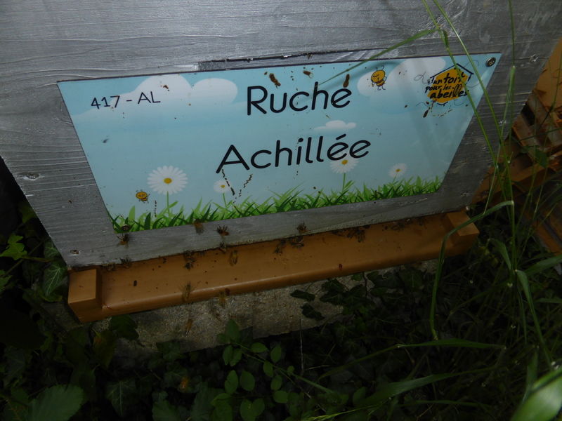 La ruche Achillée