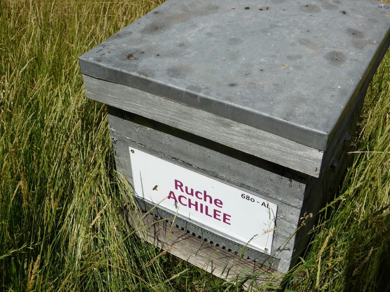 La ruche Achillée