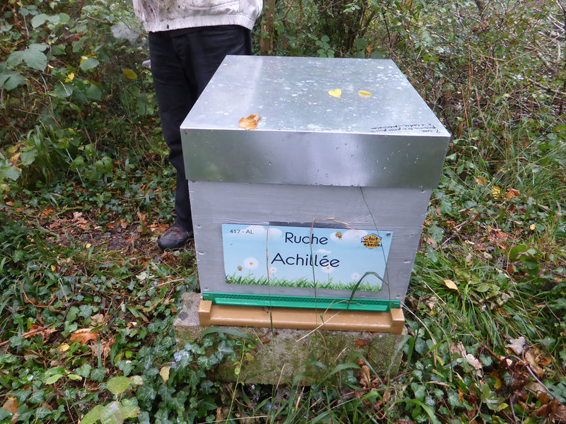 La ruche Achillée