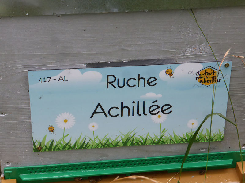 La ruche Achillée