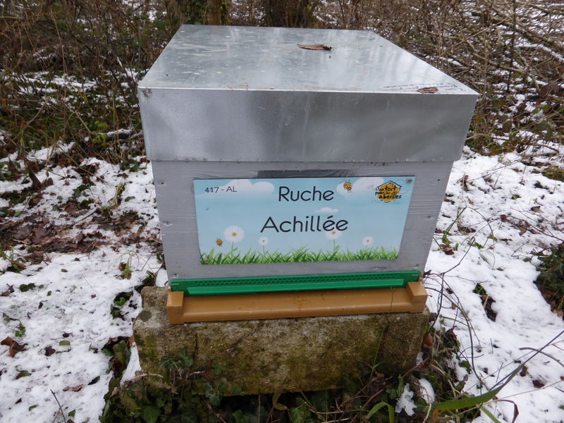La ruche Achillée