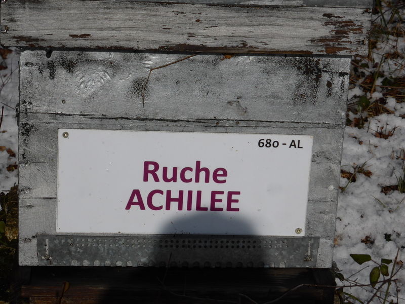 La ruche Achillée