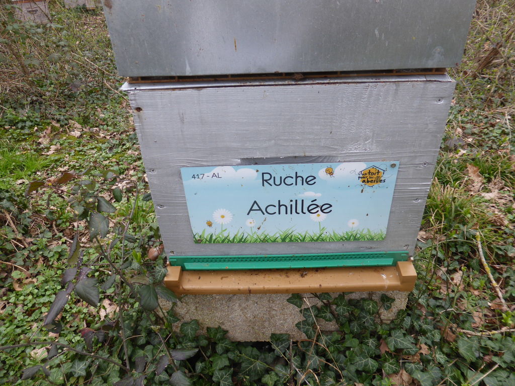 La ruche Achillée