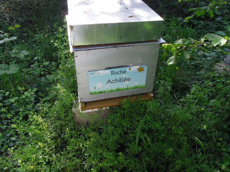 La ruche Achillée