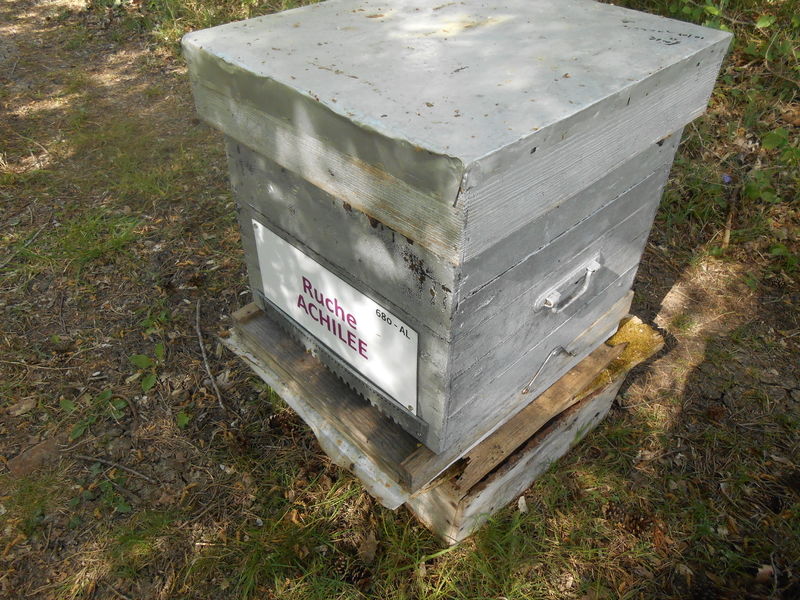 La ruche Achillée