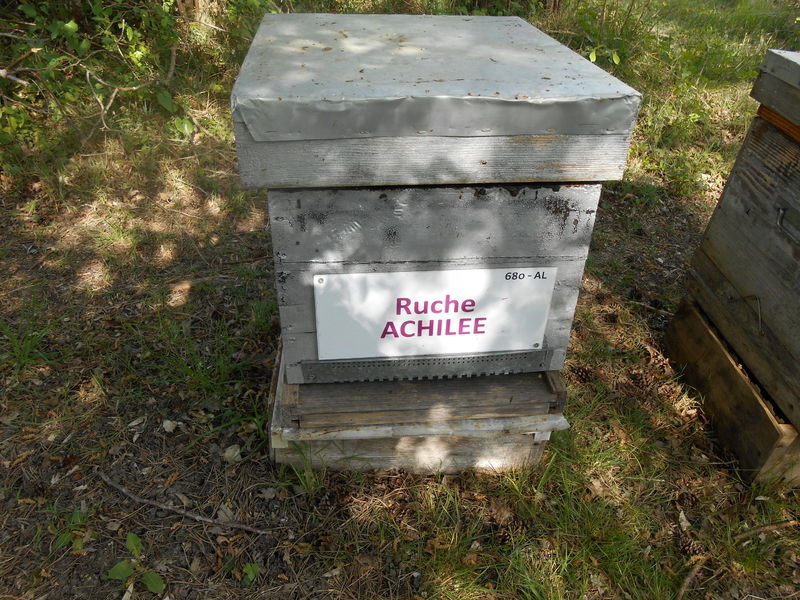 La ruche Achillée
