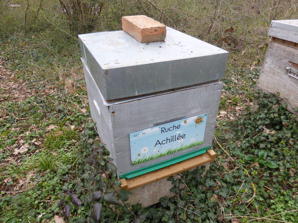 La ruche Achillée