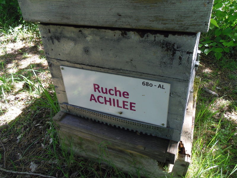 La ruche Achillée