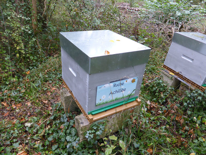 La ruche Achillée