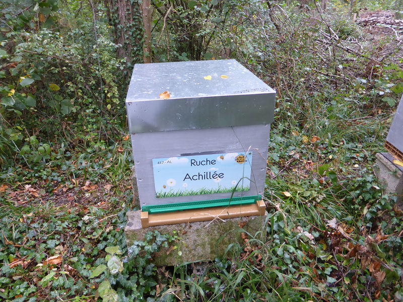 La ruche Achillée