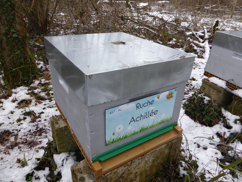 La ruche Achillée