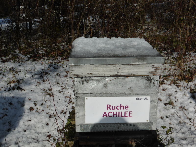 La ruche Achillée