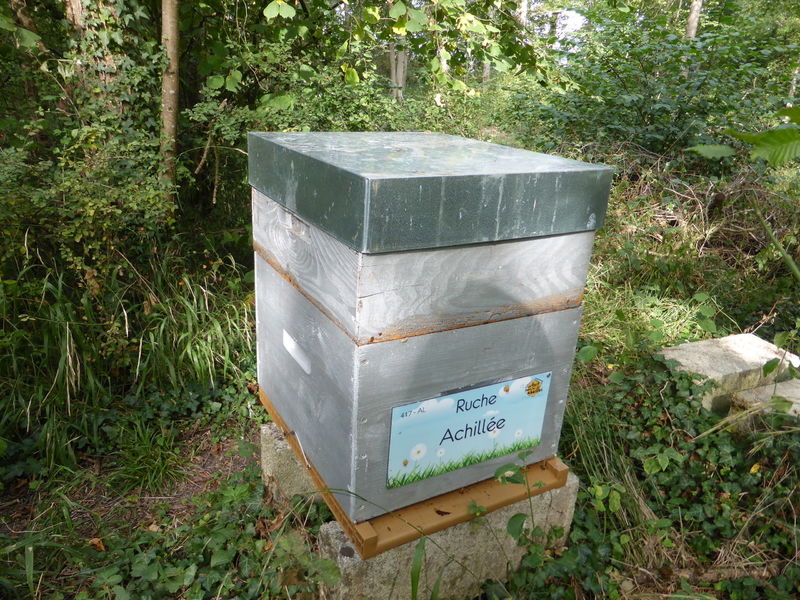 La ruche Achillée