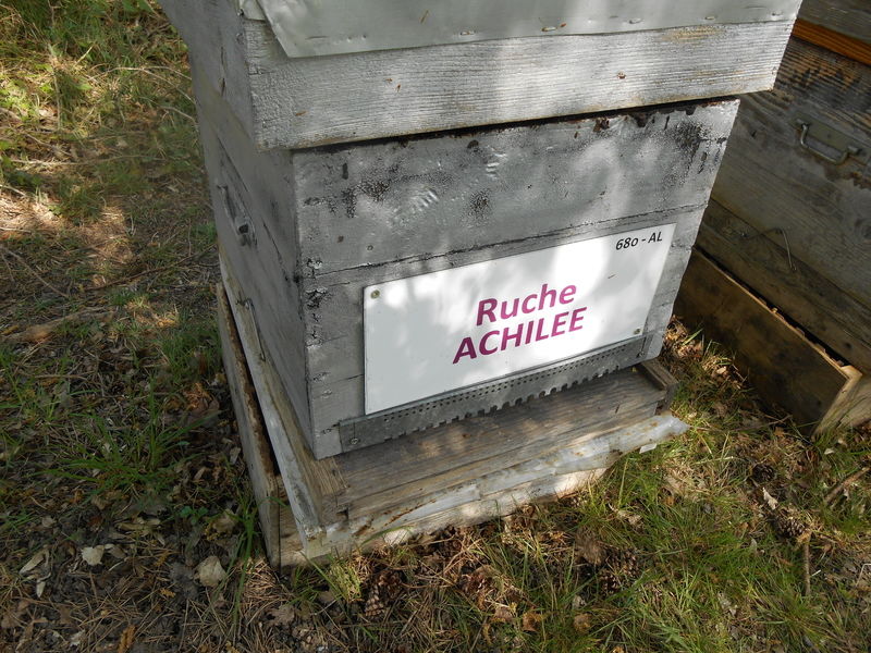La ruche Achillée