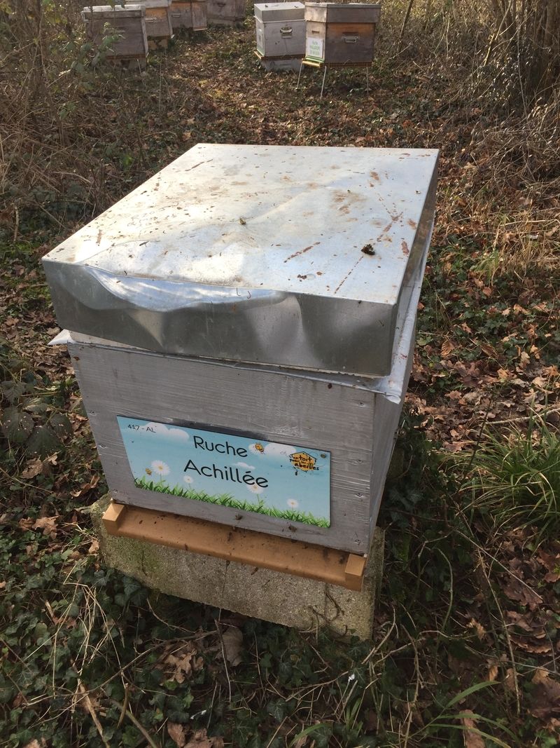La ruche Achillée