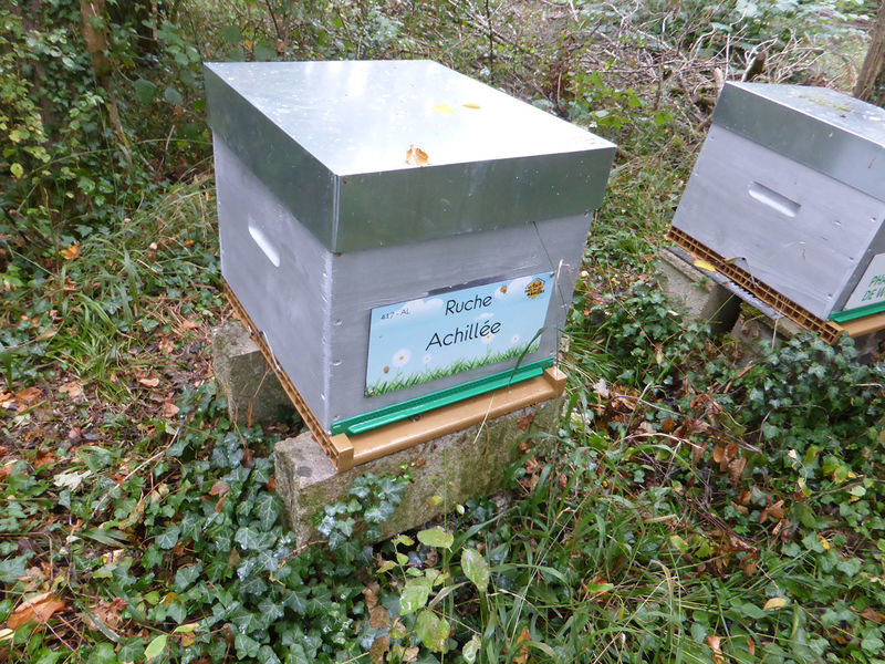 La ruche Achillée