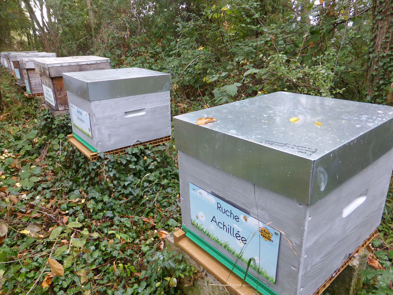 La ruche Achillée
