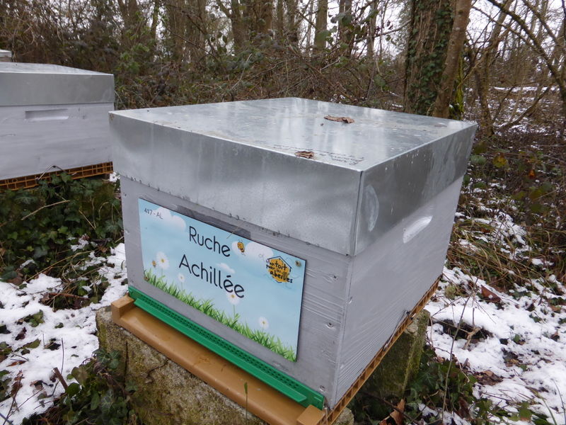 La ruche Achillée