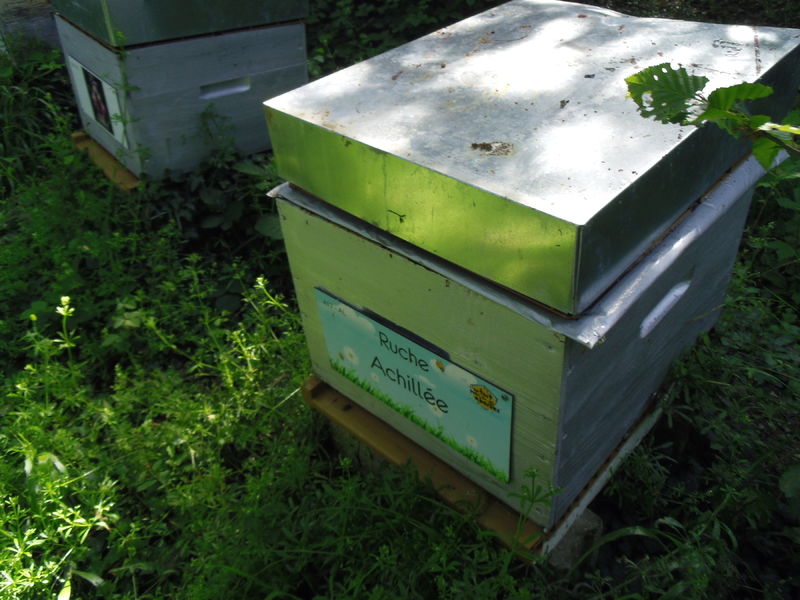 La ruche Achillée