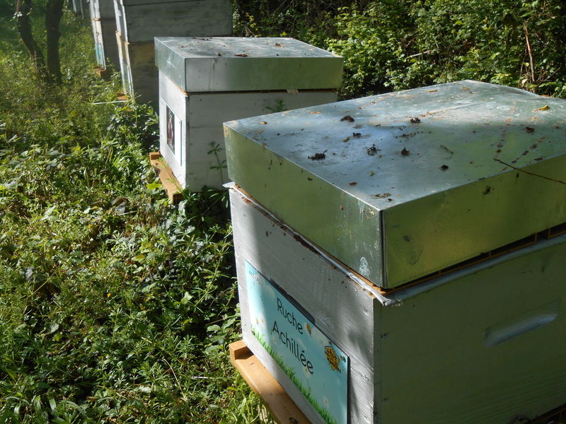 La ruche Achillée
