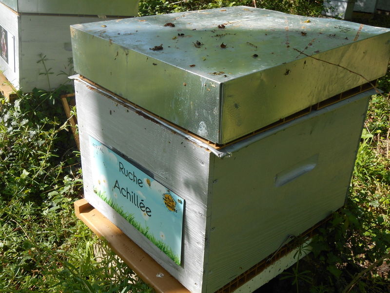 La ruche Achillée