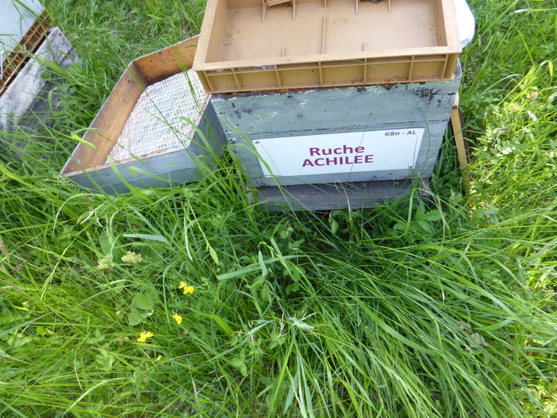 La ruche Achillée
