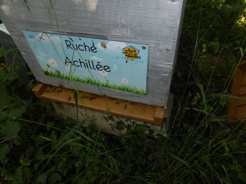 La ruche Achillée