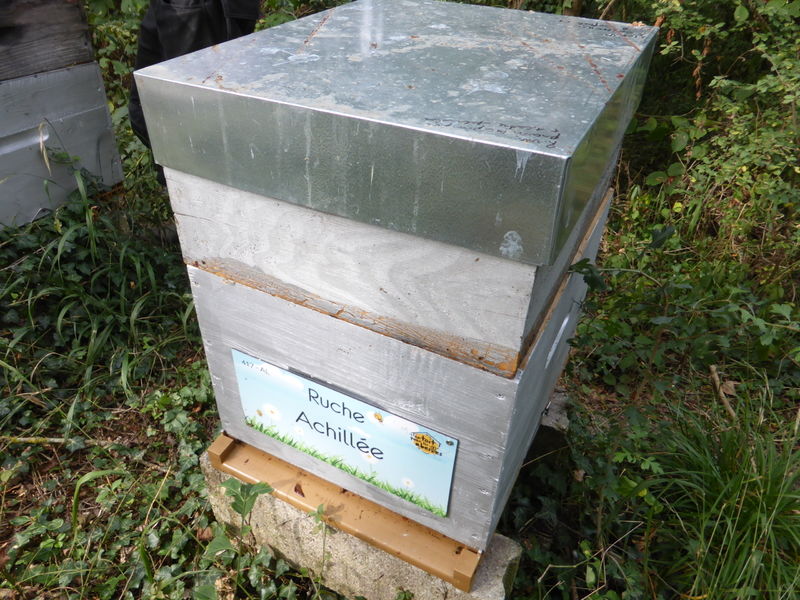 La ruche Achillée