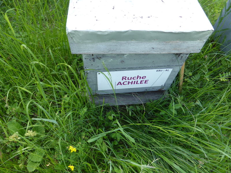 La ruche Achillée