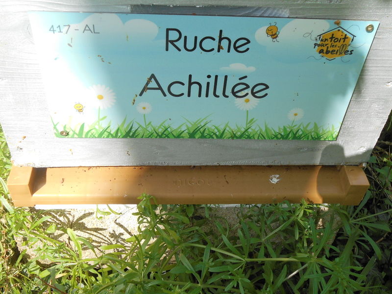 La ruche Achillée
