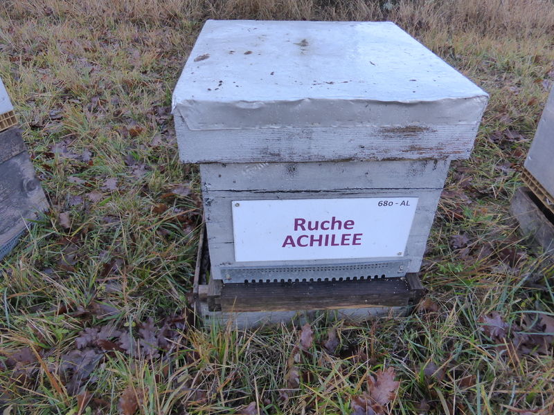La ruche Achillée